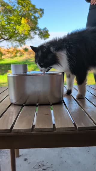 Clip matching “cat eating or drinking”