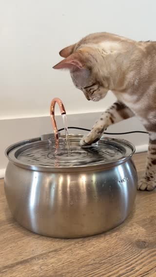 Clip matching “cat eating or drinking”
